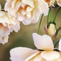 Кухонный фартук Цветы 066 МДФ матовый (3000) Flowers в Красноуральске - krasnouralsk.mebel24.online | фото