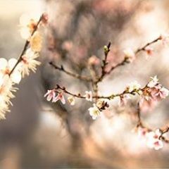 Кухонный фартук Цветы 317 МДФ матовый (3000) Flowers в Красноуральске - krasnouralsk.mebel24.online | фото